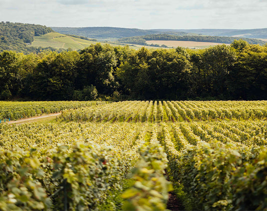 Louis Roederer Collection 246 Champagne