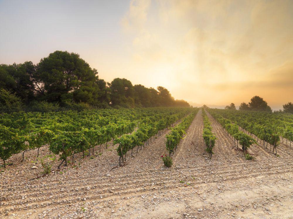 Cava Blanc de Blancs 2015 | L´Hereu Brut | Raventos i Blanc-TastingClub