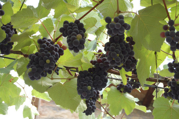 Pieve Santa Restituta Brunello di Montalcino GAJA 2008-TastingClub