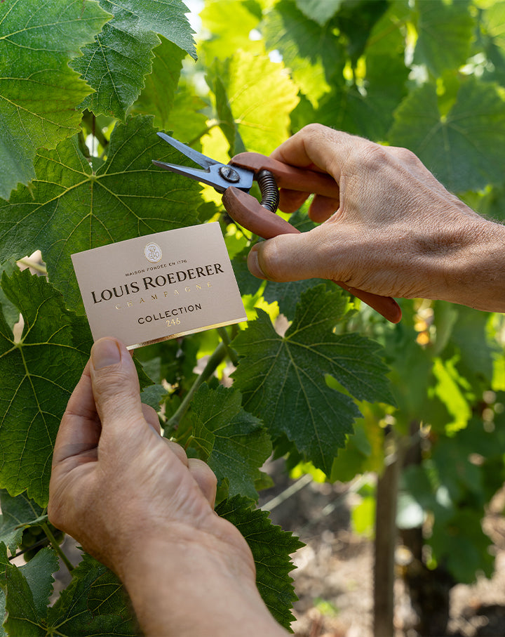 Louis Roederer Collection 246 Champagne
